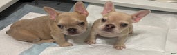 French Bulldog dogs for sale: Honey - Ad 5