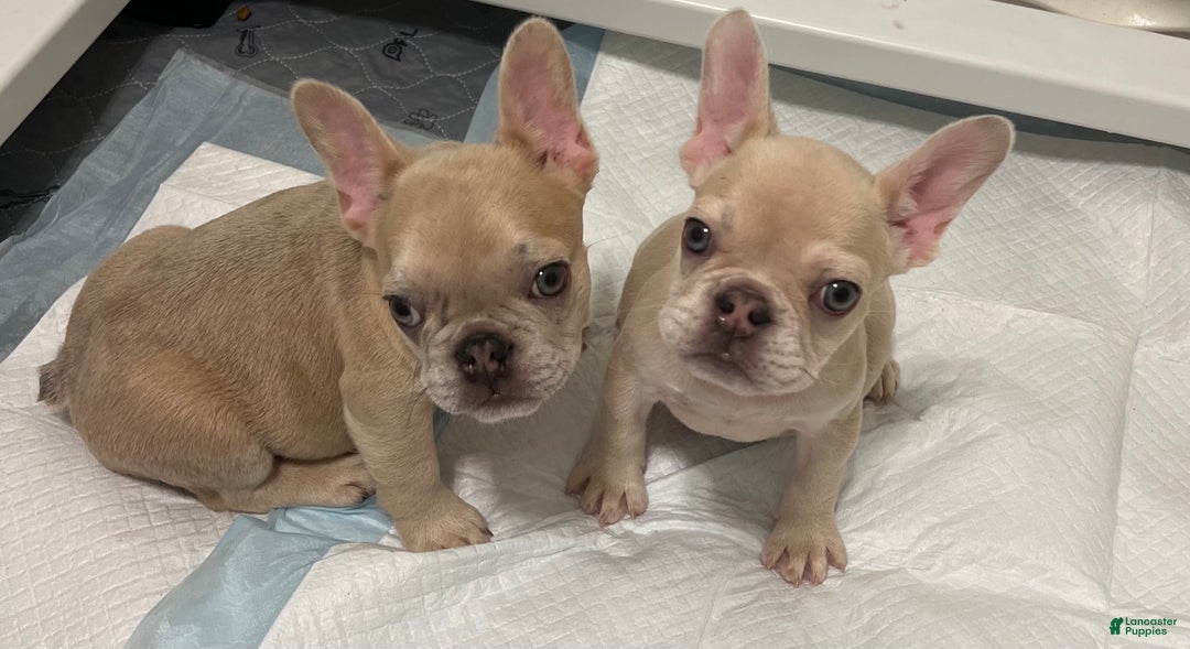 French Bulldog dogs for sale: Honey - Ad 5