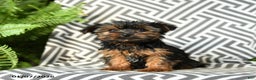 Yorkshire Terrier dogs for sale: Kaja - Ad 3