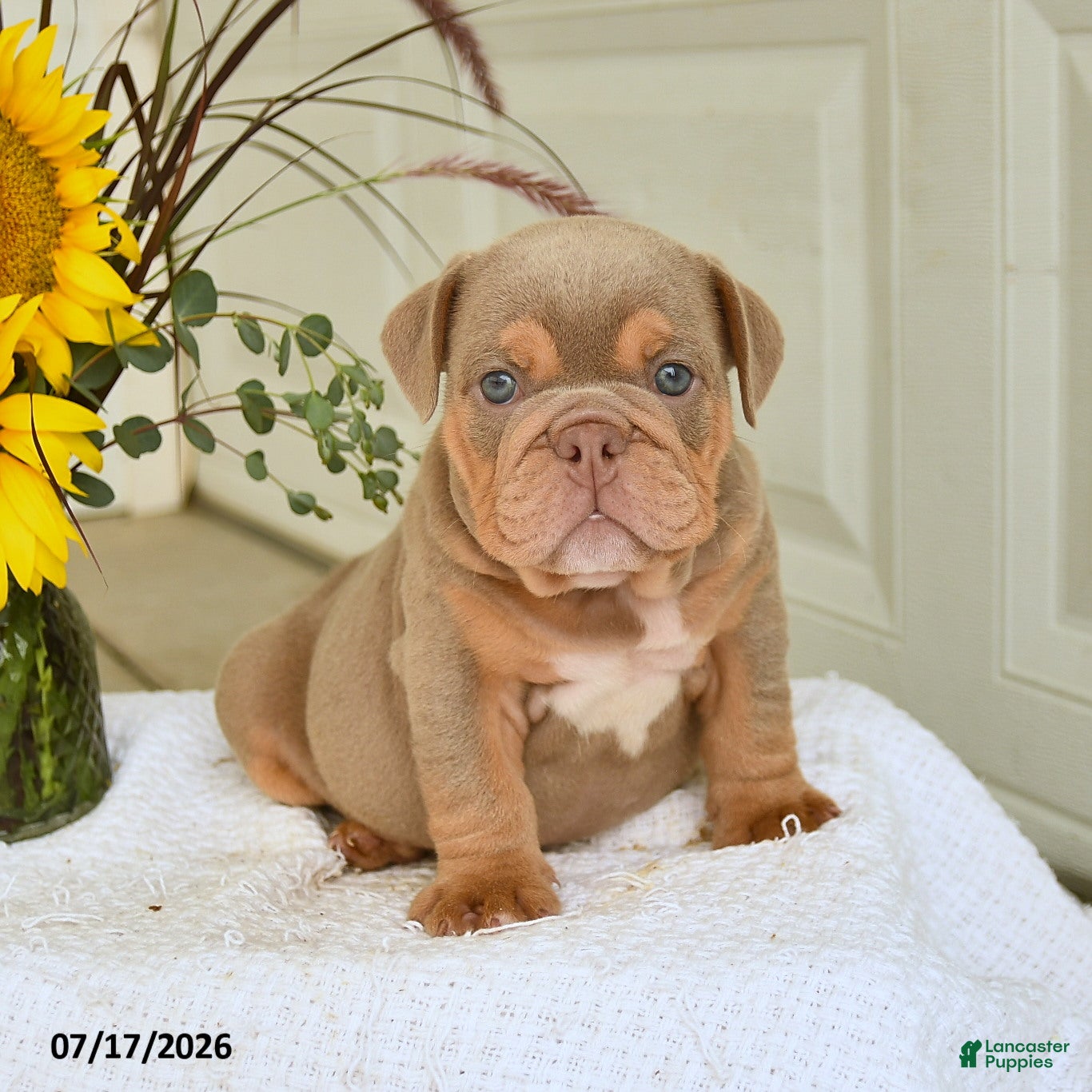 English Bulldog dogs Truman - Ad 1