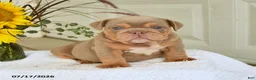 English Bulldog dogs for sale: Truman - Ad 1