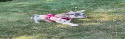 French Bulldog dogs for sale: Lily - Ad 5