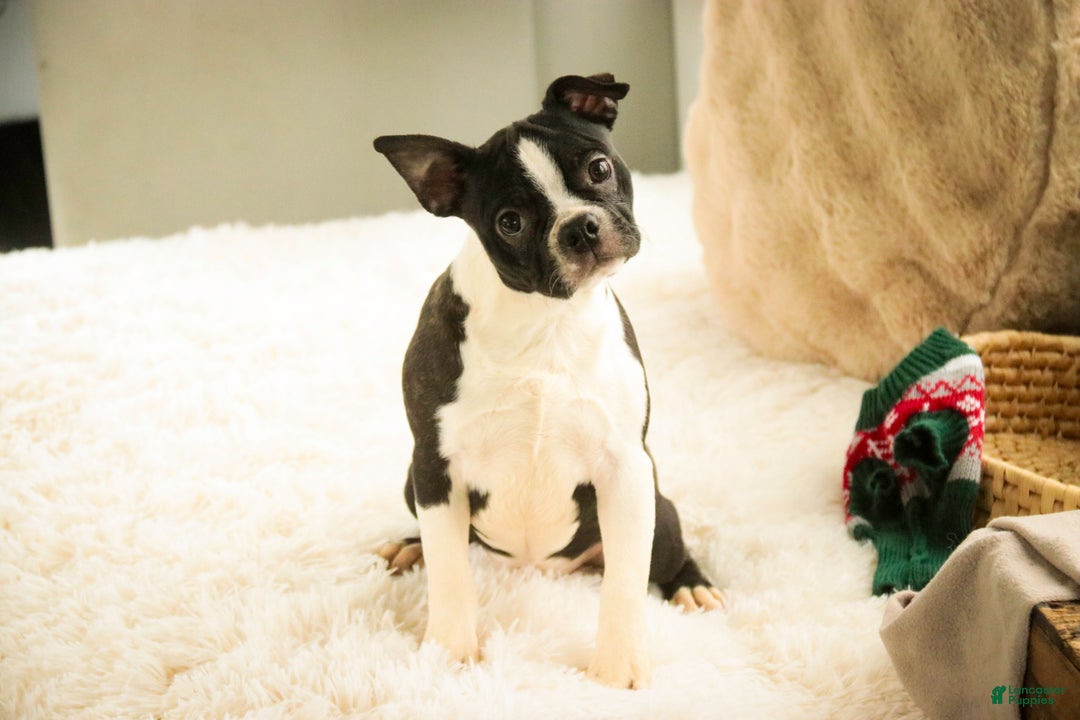 Boston Terrier dogs for sale: Howie - Ad 4