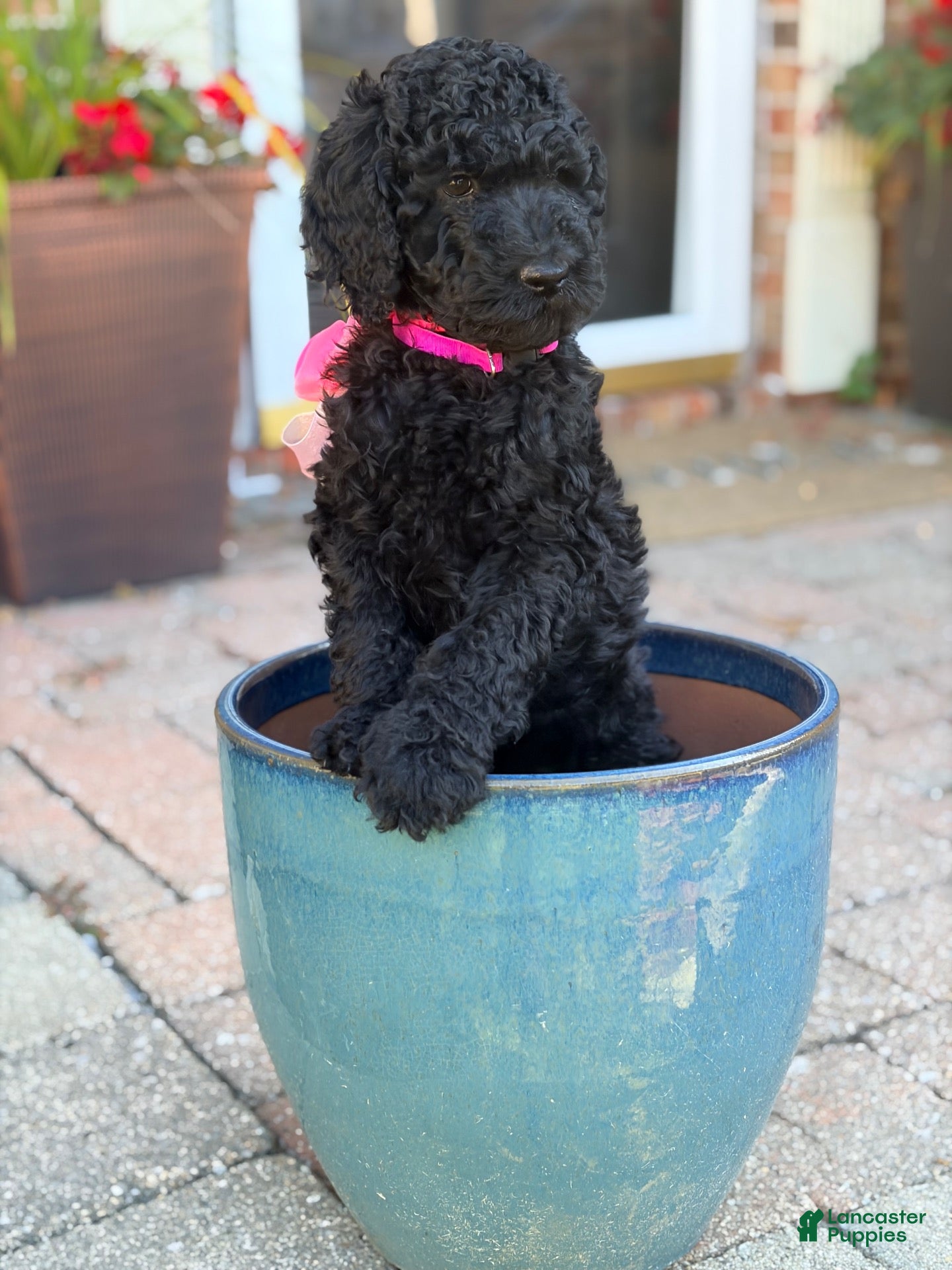 Standard Poodle dogs for sale: Poppy  - Ad 27