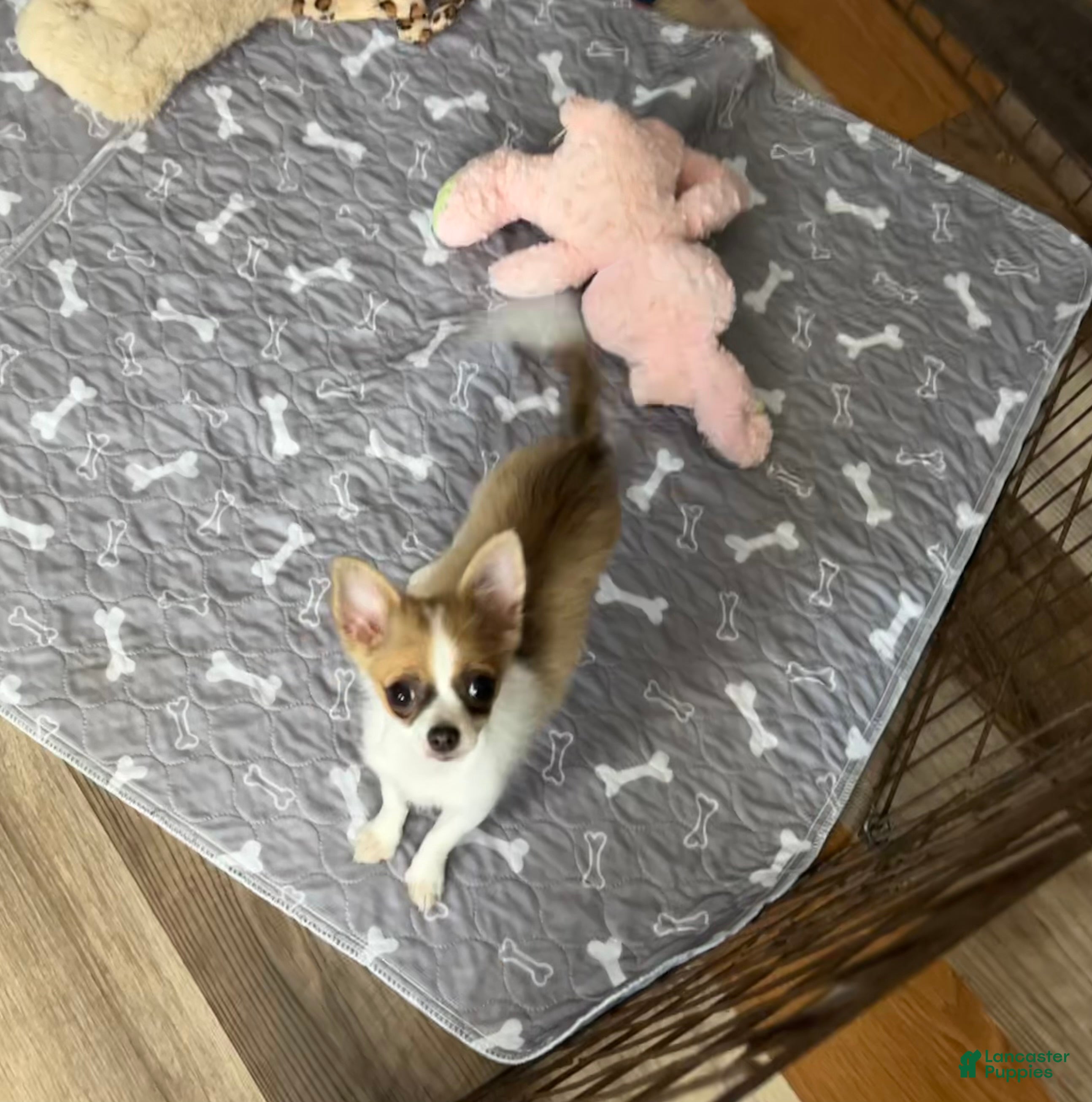 Chihuahua dogs Dolly - Ad 1