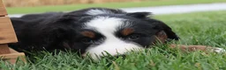 Bernedoodle dogs for sale: Milo - Ad 3