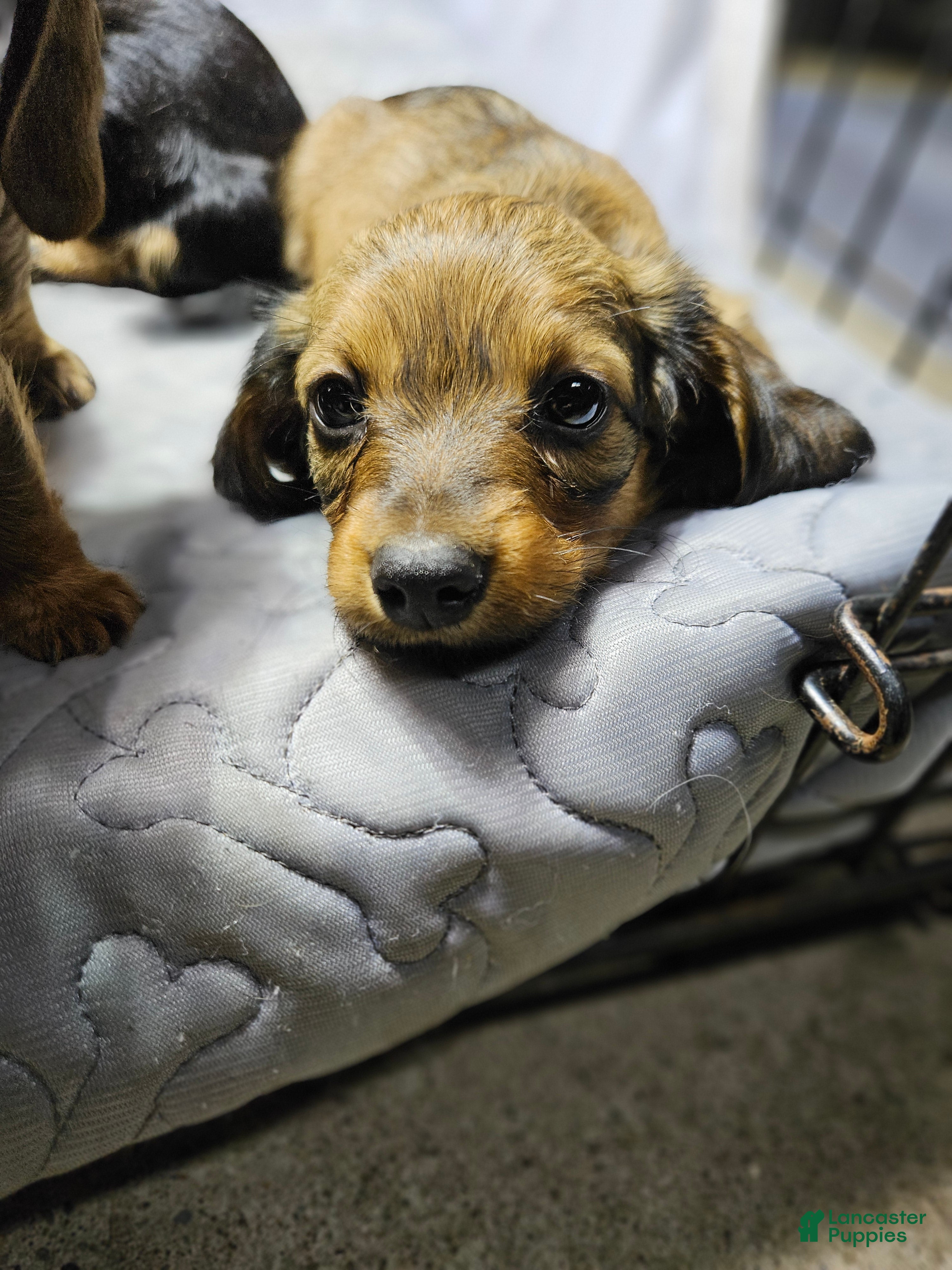 Miniature Dachshund dogs Miniature Dachshund 1 - Ad 1