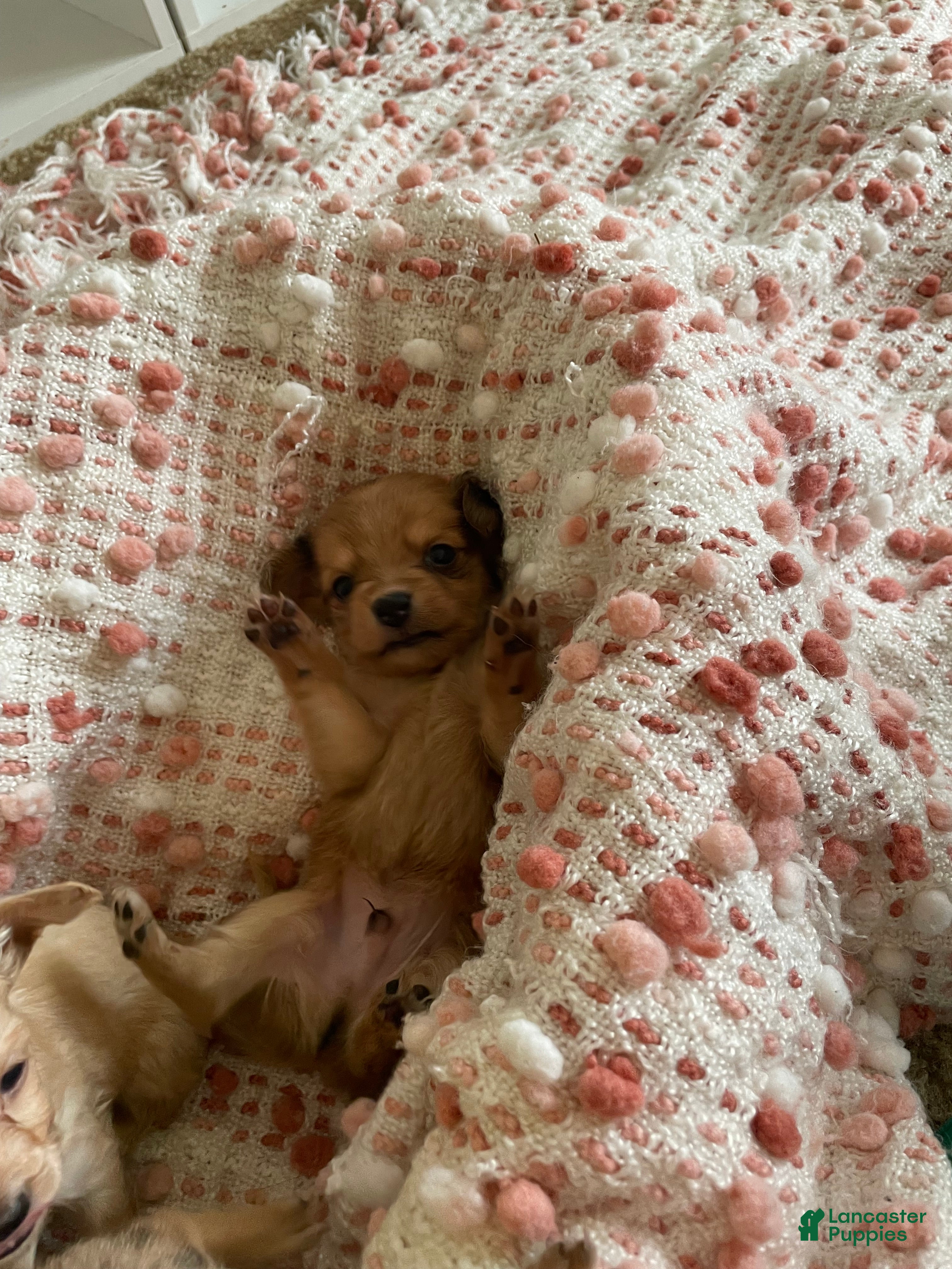 Chiweenie dogs Chiweenie 2 - Ad 11