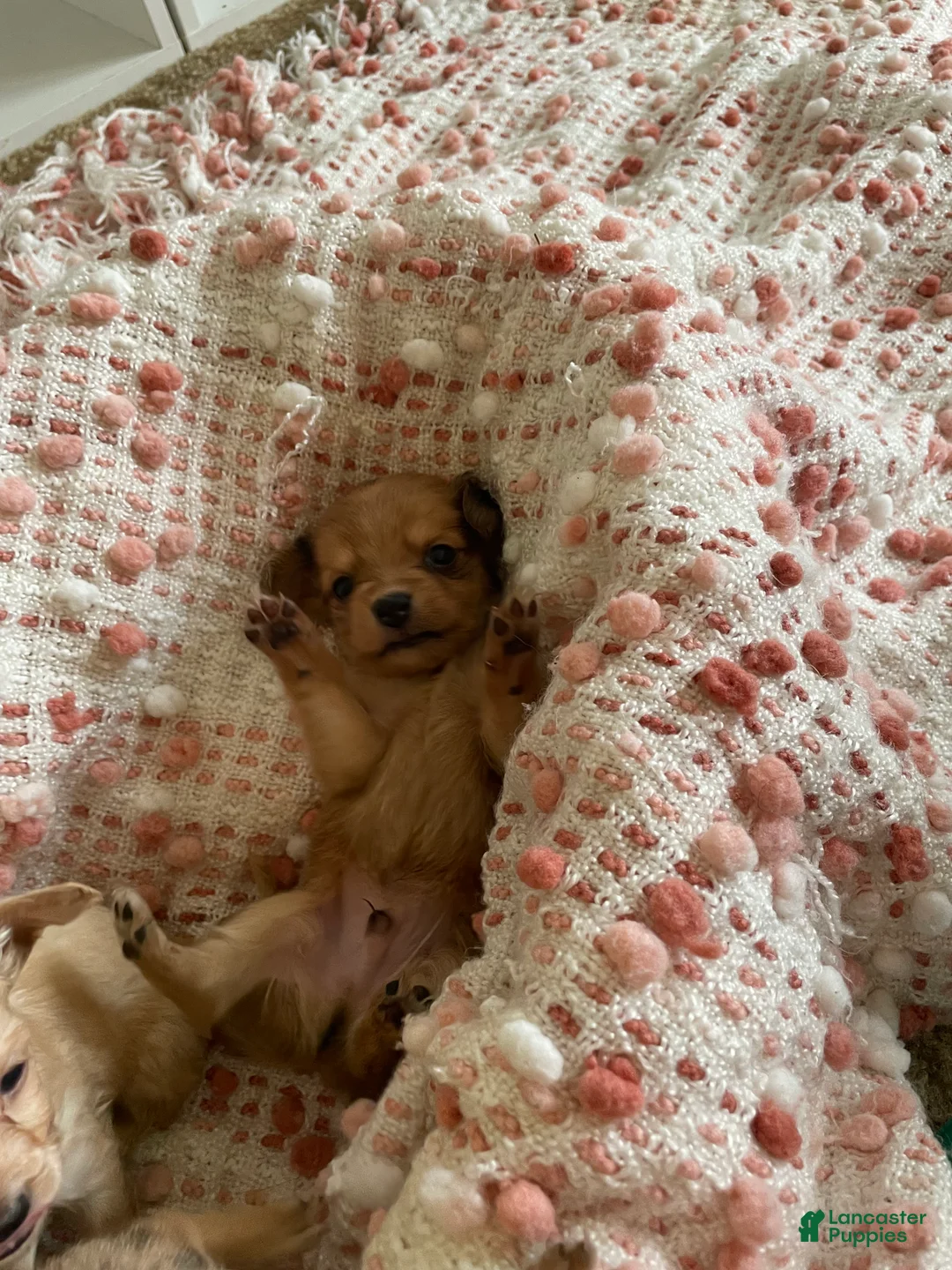 Chiweenie dogs for sale: Chiweenie 2 - Ad 1