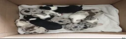 Border Collie dogs for sale: Border Collie 1 - Ad 4