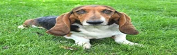 Basset Hound dogs for sale: Lacey - Ad 6