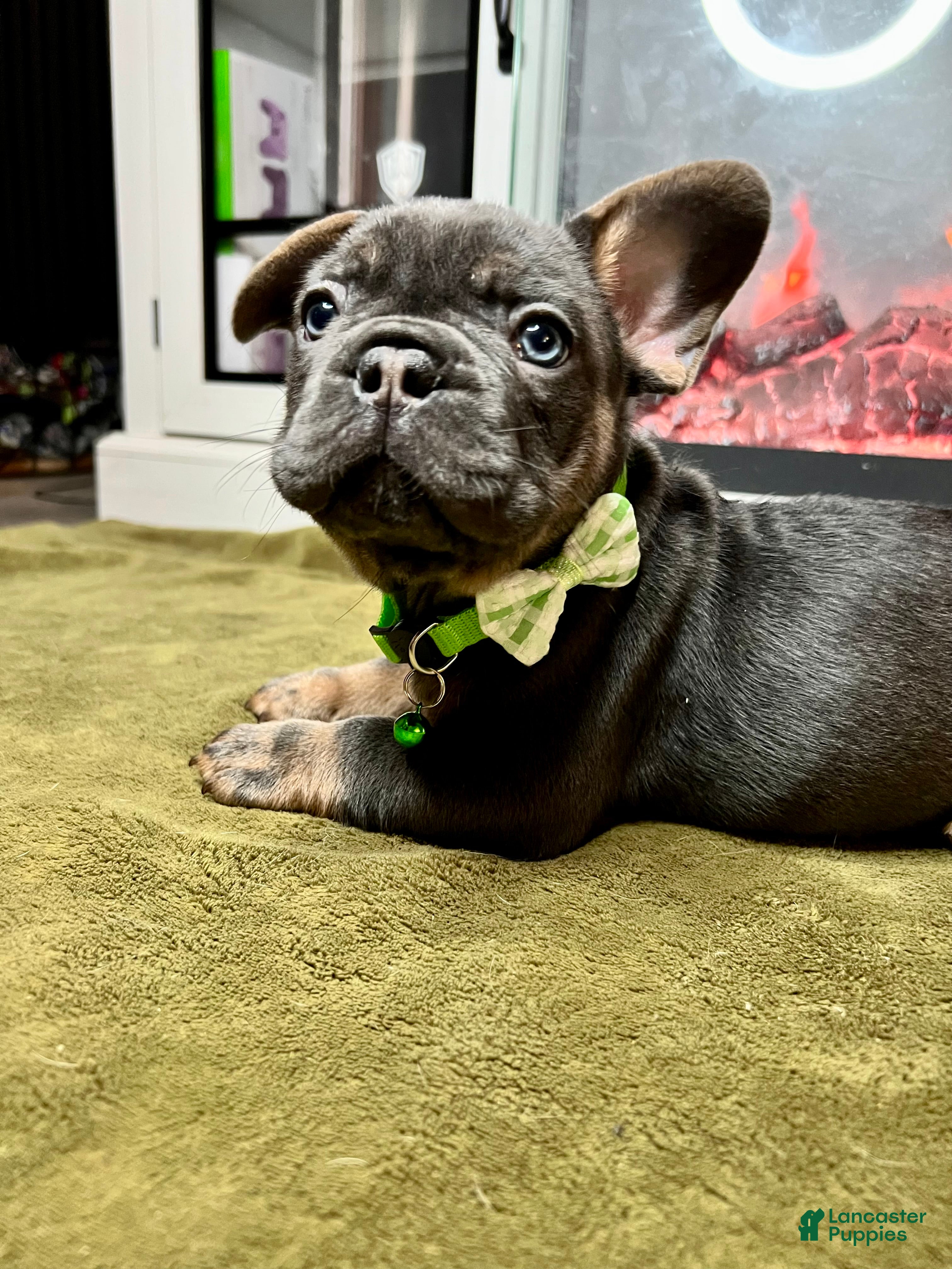 French Bulldog dogs Sage - Ad 2