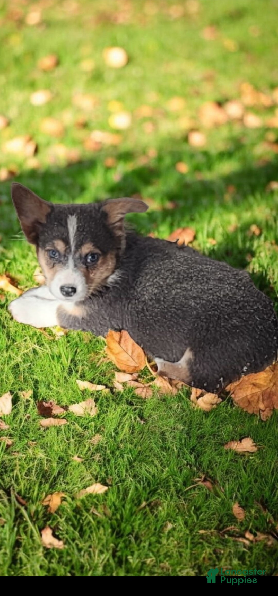 Welsh Corgi Pembroke dogs for sale: Alfie bluie  - Ad 21