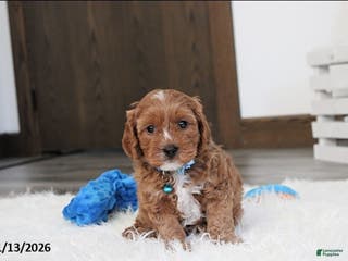 Cavapoo dogs Loki - Ad 13