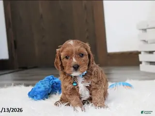Cavapoo dogs Loki - Ad 16