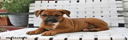 Mixed Breed dogs for sale: Betsy - Ad 7