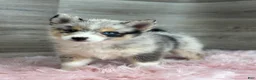 Pomsky dogs for sale: Emily - Ad 1
