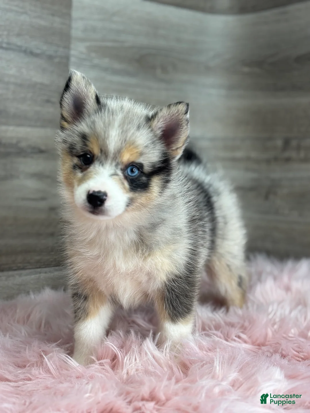 Pomsky dogs for sale: Emily - Ad 1