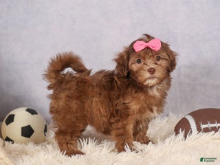 Shihpoo dogs - Ad 35