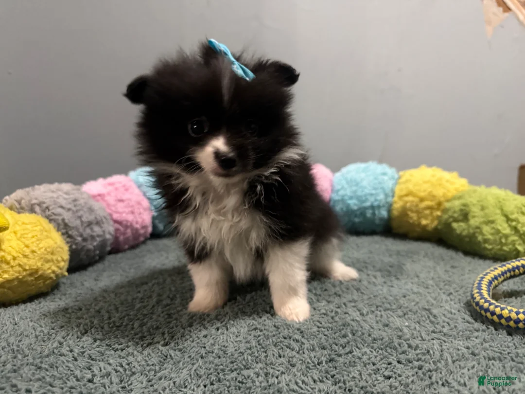 Pomeranian dogs for sale: Alex - Ad 5