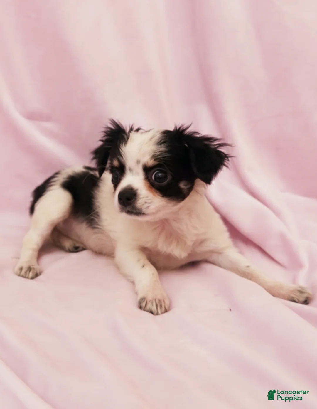 Mixed Breed dogs for sale: Coco - Ad 3