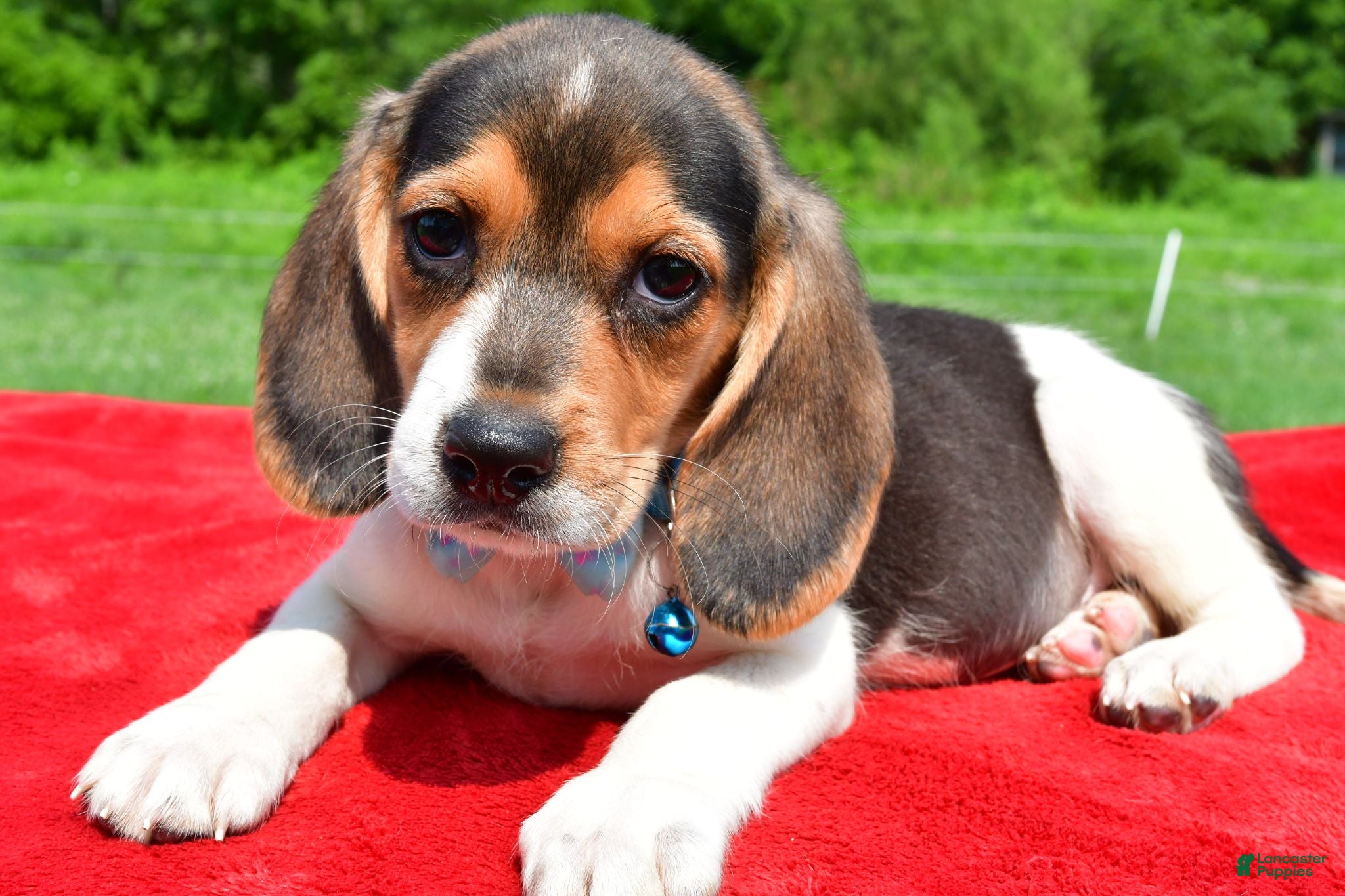 Beagle dogs Hickory - Ad 2