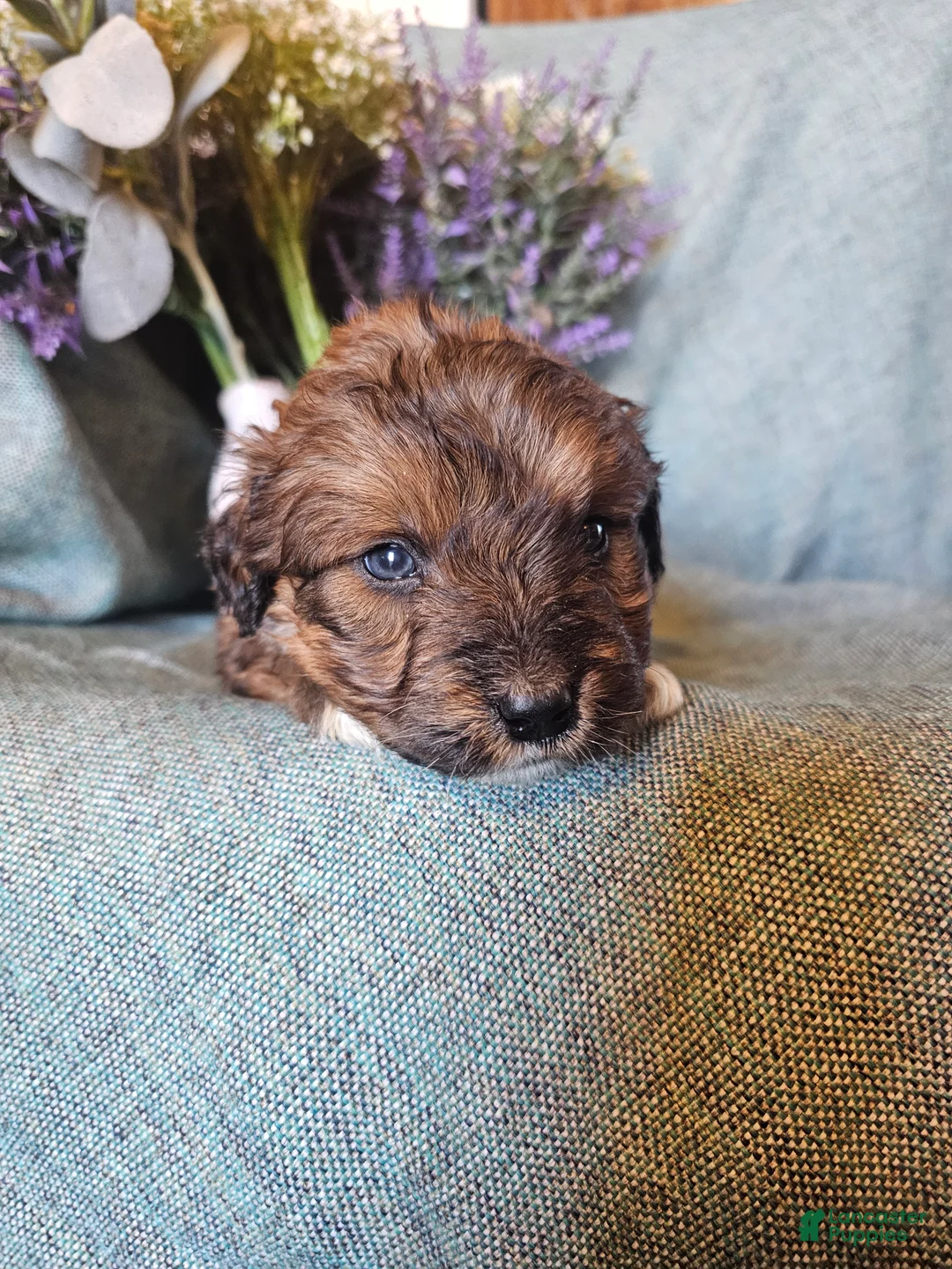 Mixed Breed dogs for sale: Jasmine. - Ad 2