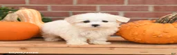 Maltipoo dogs for sale: Felix - Ad 1