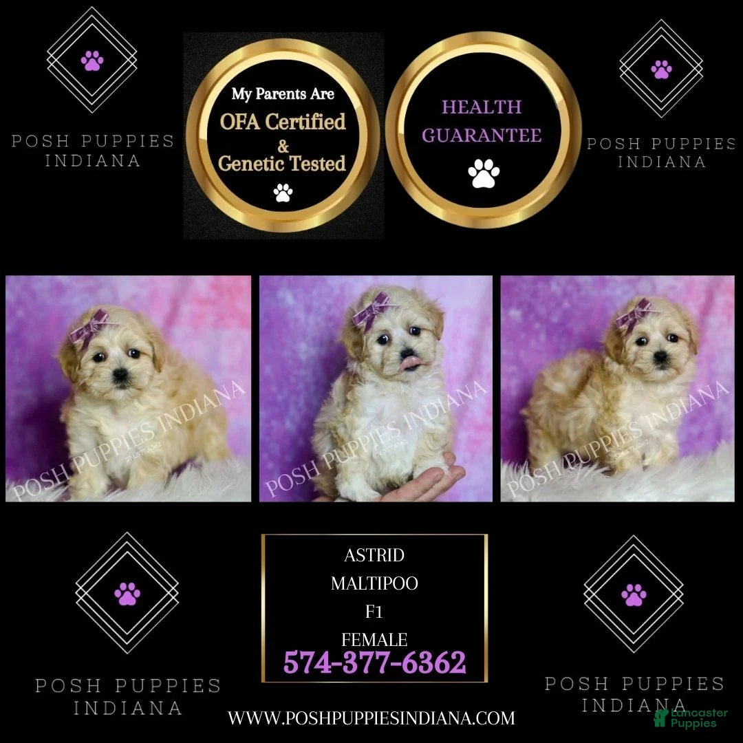 Maltipoo dogs for sale: Astrid - Ad 6