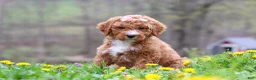 Standard Poodle dogs for sale: Molly - Ad 4