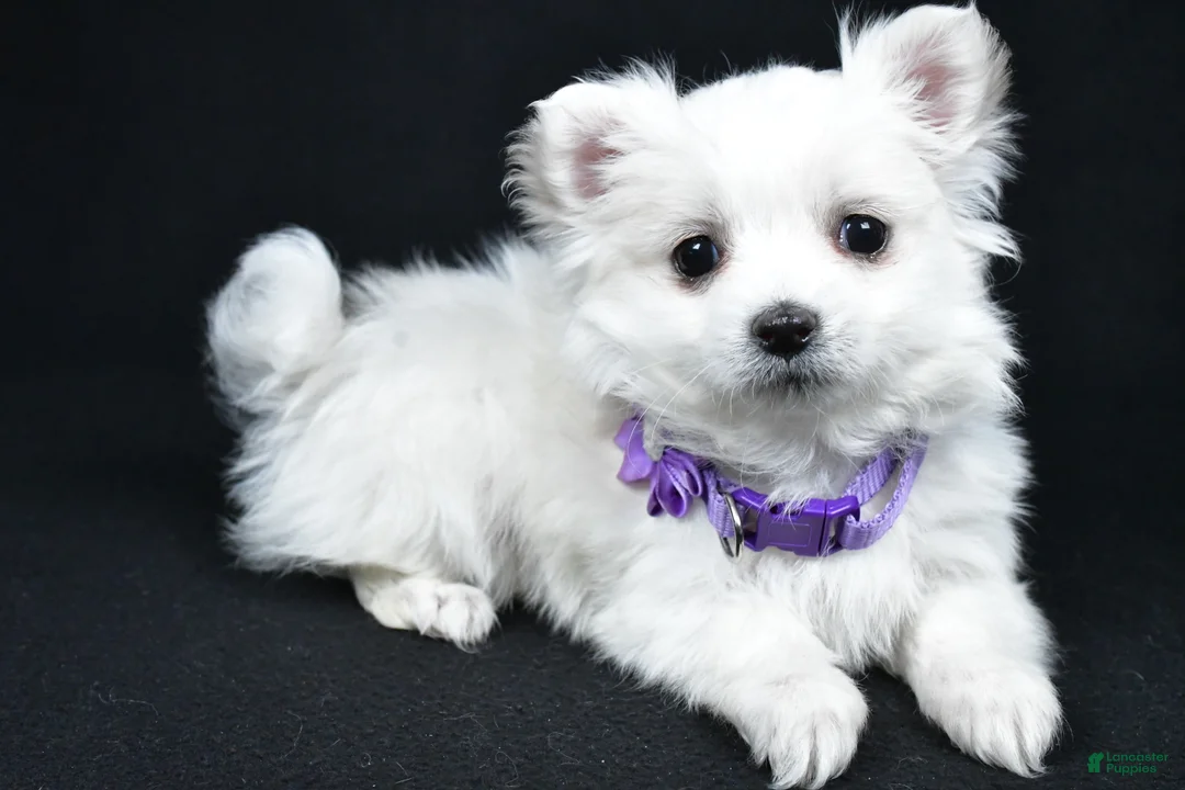 Maltese dogs for sale: Angie - Ad 1
