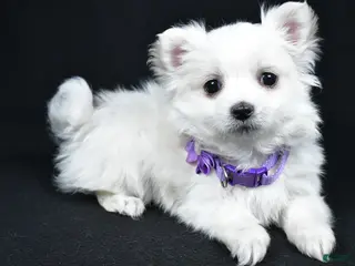 Maltese dogs for sale: Angie - Ad 1