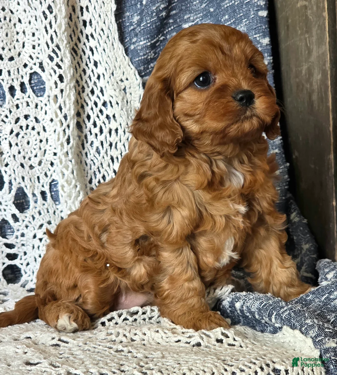 Cavapoo dogs for sale: Julie - Ad 2