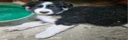 Border Collie dogs for sale: Elfrank (Call-Text) - Ad 8
