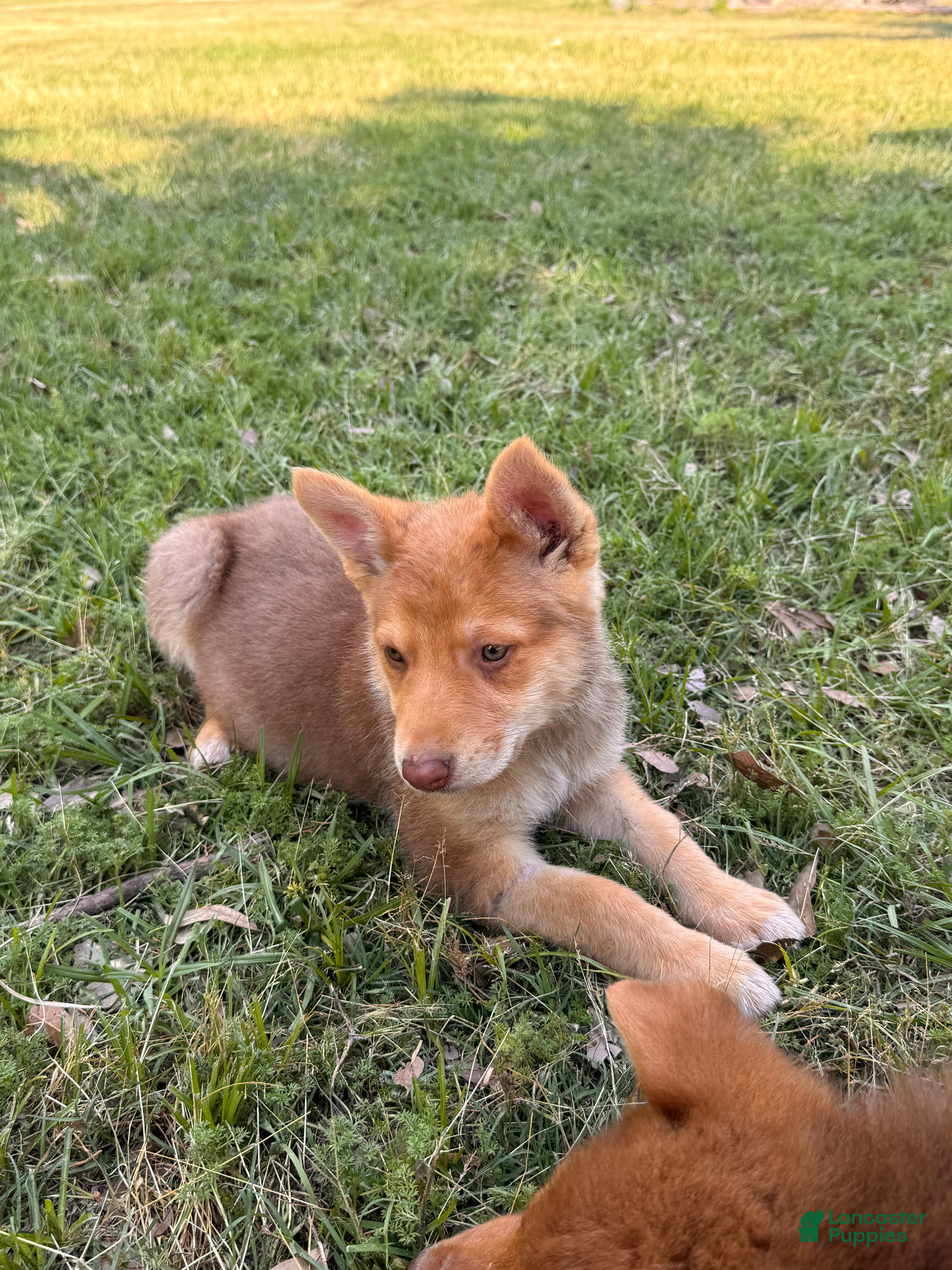 German Shepherd dogs Athena - Ad 32