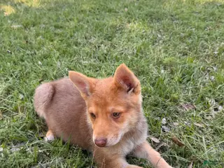 German Shepherd dogs Athena - Ad 36