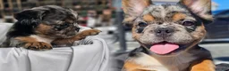 French Bulldog dogs for sale: Black & Tan Fluffy Merle French bulldog - Ad 3