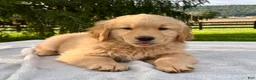 Golden Retriever dogs for sale: Jasper - Ad 3