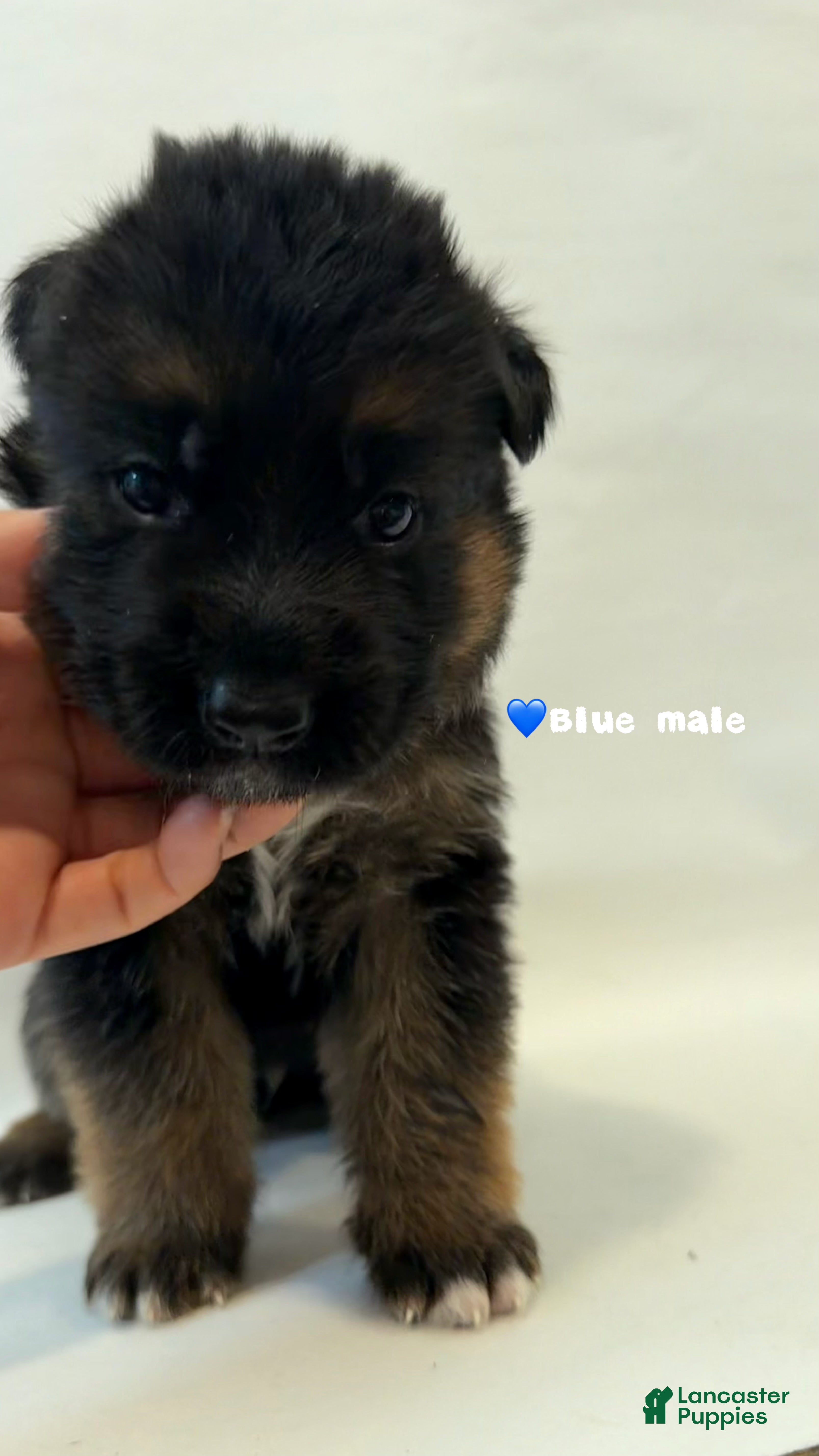 German Shepherd dogs blue - Ad 32