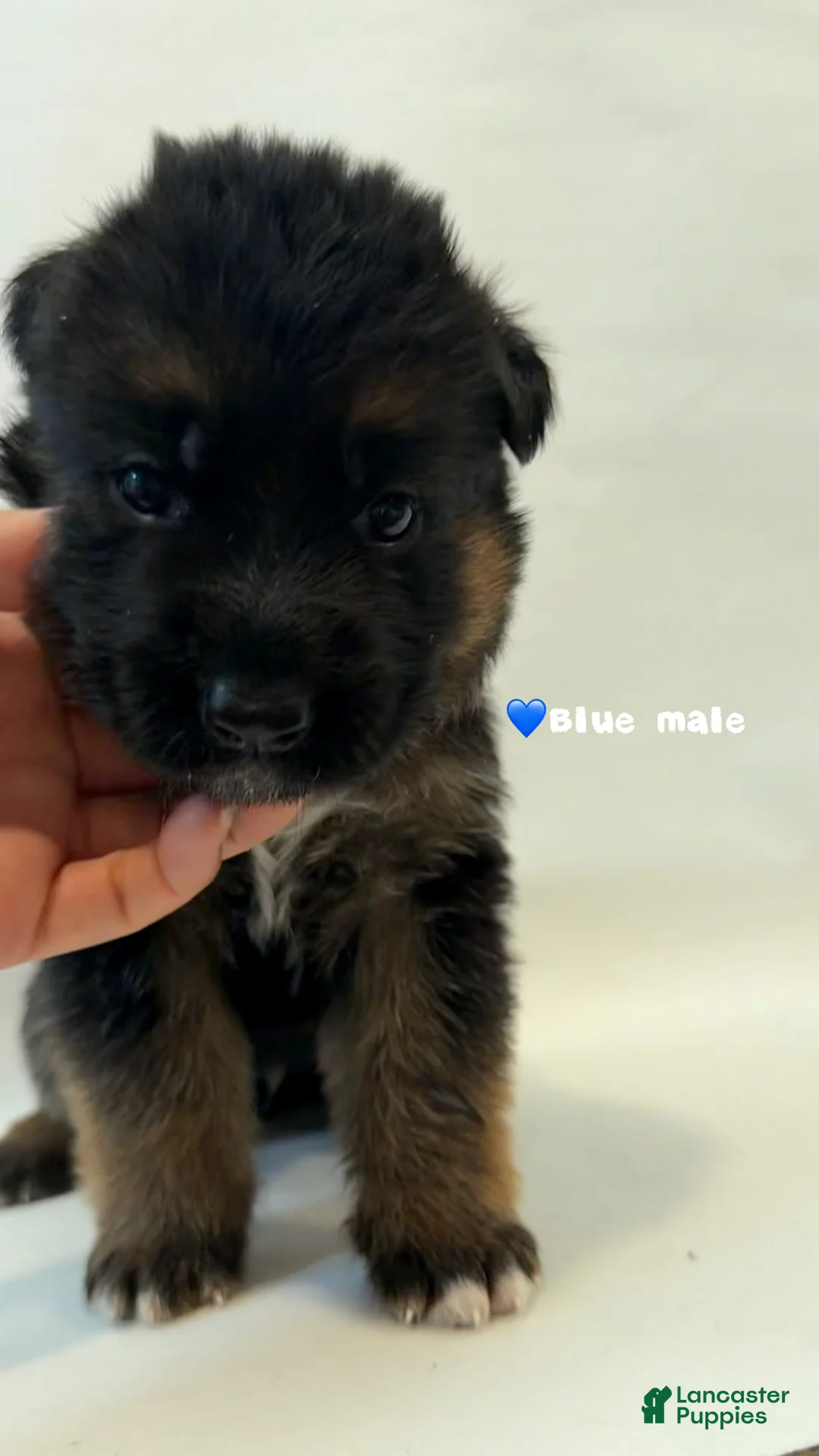 German Shepherd dogs for sale: blue - Ad 1