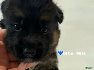 German Shepherd dogs blue - Ad 32