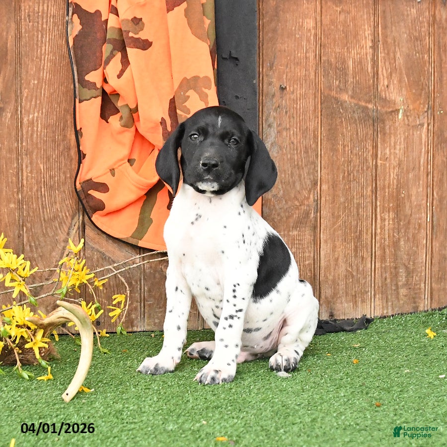 German Shorthaired Pointer dogs Lightning - Ad 2