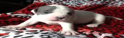 American Bully dogs for sale: "CHRISTINA AGUILERA" - Ad 5