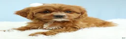 Cavapoo dogs for sale: Toffee 🧁 - Ad 6