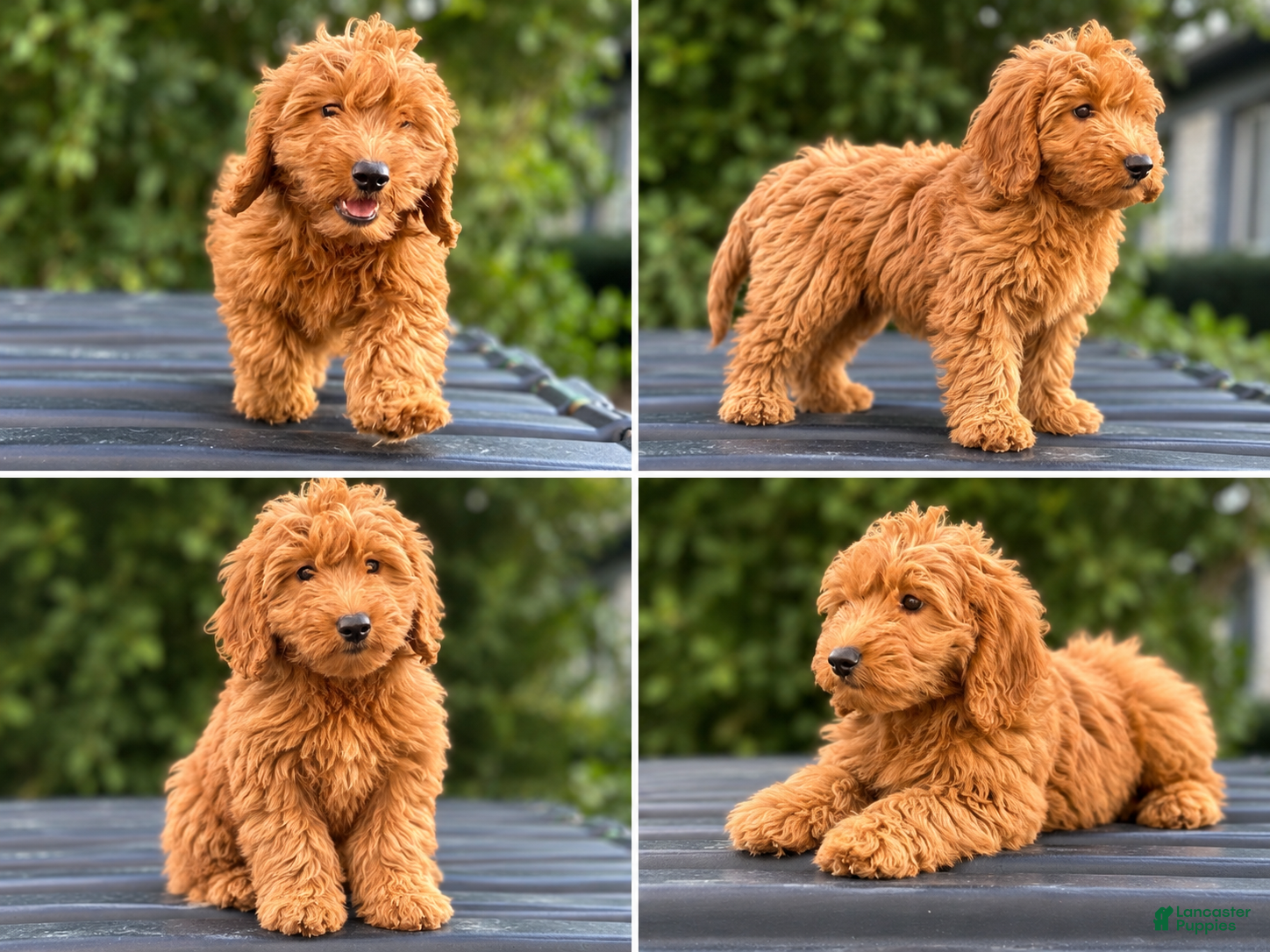 Mini Goldendoodle dogs for sale: Charlie  - Ad 3
