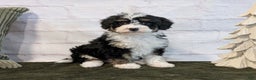 Mini Bernedoodle dogs for sale: Rory - Ad 5