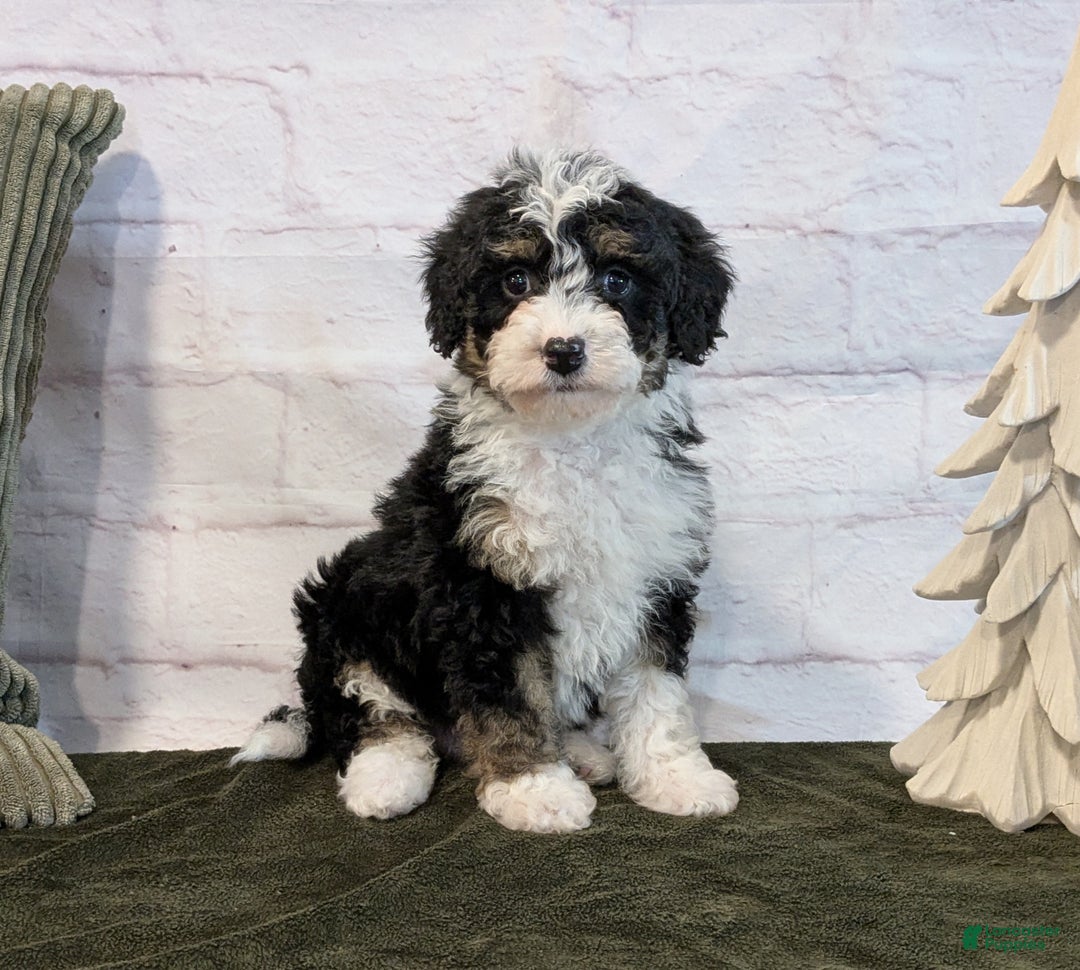 Mini Bernedoodle dogs for sale: Rory - Ad 5