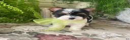 Biewer Terrier dogs for sale: Waldo - Ad 13