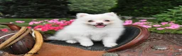Pomeranian dogs for sale: Ranger - Ad 2