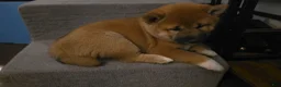 Shiba Inu dogs for sale: Shiba Inu Puppy 1 - Ad 4